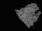 SK 1590a Paranthropus robustus partial right maxilla gif