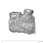 SK 1590a Paranthropus robustus partial right maxilla lingual