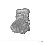 SK 1590a Paranthropus robustus partial right maxilla mesial