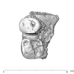 SK 1590a Paranthropus robustus partial right maxilla occlusal