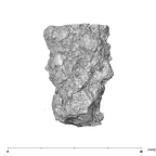 SK 1590a Paranthropus robustus partial right maxilla superior