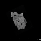 SK 1590a Paranthropus robustus right maxilla URM1 internal
