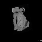 SK 1590a Paranthropus robustus right maxilla URP4 internal