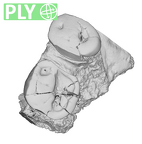 SK 1590a Paranthropus robustus partial right maxilla ply