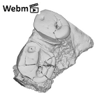 SK 1590a Paranthropus robustus partial right maxilla ply movie
