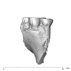 SK 1590b Paranthropus robustus partial right maxilla buccal