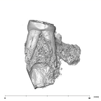 SK 1590b Paranthropus robustus partial right maxilla distal
