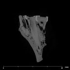 SK 1590b Paranthropus robustus partial right maxilla internal