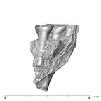 SK 1590b Paranthropus robustus partial right maxilla lingual