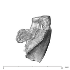 SK 1590b Paranthropus robustus partial right maxilla mesial