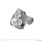 SK 1590b Paranthropus robustus partial right maxilla occlusal