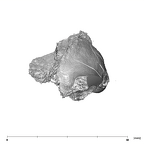 SK 1590b Paranthropus robustus partial right maxilla superior