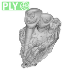 SK 1590b Paranthropus robustus partial right maxilla ply