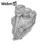 SK 1590b Paranthropus robustus partial right maxilla ply movie