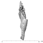 SK 1590c Paranthropus robustus partial mandible apical