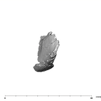 SK 1590c Paranthropus robustus partial mandible distal