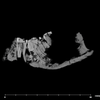 SK 1590c Paranthropus robustus partial mandible internal