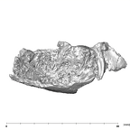 SK 1590c Paranthropus robustus partial mandible lingual