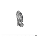 SK 1590c Paranthropus robustus partial mandible mesial