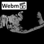SK 1590c Paranthropus robustus partial mandible ct stack movie