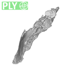 SK 1590c Paranthropus robustus partial mandible ply