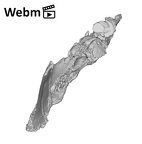 SK 1590c Paranthropus robustus partial mandible ply movie