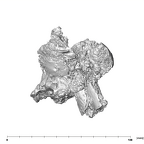 SK 1590d Paranthropus robustus femoral head 1