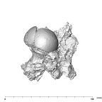 SK 1590d Paranthropus robustus femoral head 2