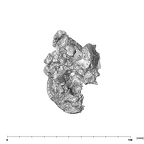 SK 1590d Paranthropus robustus femoral head 3