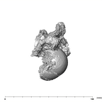 SK 1590d Paranthropus robustus femoral head 4