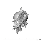 SK 1590d Paranthropus robustus femoral head 5