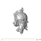 SK 1590d Paranthropus robustus femoral head 6
