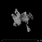 SK 1590d Paranthropus robustus femoral head internal