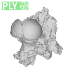 SK 1590d Paranthropus robustus femoral head ply