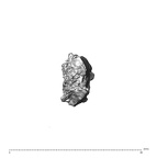 SK 1590e Paranthropus robustus bone fragment 1 2