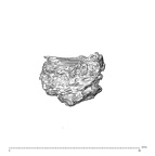 SK 1590e Paranthropus robustus bone fragment 1 3
