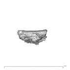 SK 1590e Paranthropus robustus bone fragment 1 4