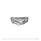 SK 1590e Paranthropus robustus bone fragment 1 5