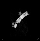 SK 1590e Paranthropus robustus bone fragment 2 internal
