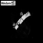 SK 1590e Paranthropus robustus bone fragment 2 ct stack movie