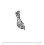 SK 1590e Paranthropus robustus bone fragment 3 2