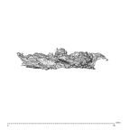 SK 1590e Paranthropus robustus bone fragment 3 4
