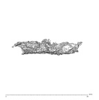 SK 1590e Paranthropus robustus bone fragment 3 5