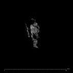 SK 1590e Paranthropus robustus bone fragment 3 internal