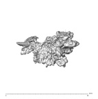 SK 1590e Paranthropus robustus bone fragment 4 1