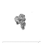 SK 1590e Paranthropus robustus bone fragment 4 2