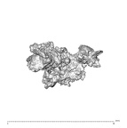 SK 1590e Paranthropus robustus bone fragment 4 3