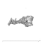 SK 1590e Paranthropus robustus bone fragment 4 6