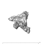 SK 1590e Paranthropus robustus bone fragment 5 1