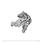 SK 1590e Paranthropus robustus bone fragment 5 2